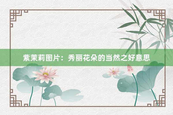 紫茉莉图片：秀丽花朵的当然之好意思
